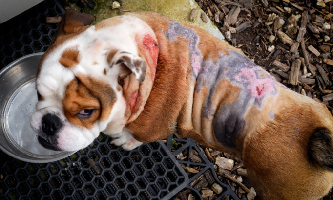 Justice pour Gordo , bouledogue torturé et brûlé à vif au sèche-cheveux par sa propriétaire