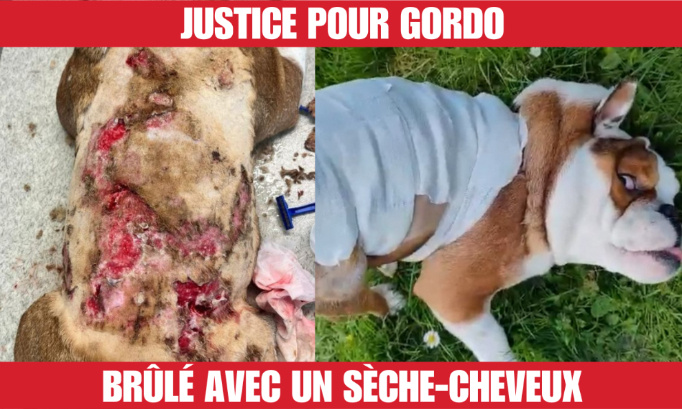 Justice pour Gordo, brûlé à vif avec un sèche-cheveux