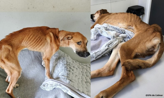 Justice en mémoire de Sally, retrouvée la peau sur les os !