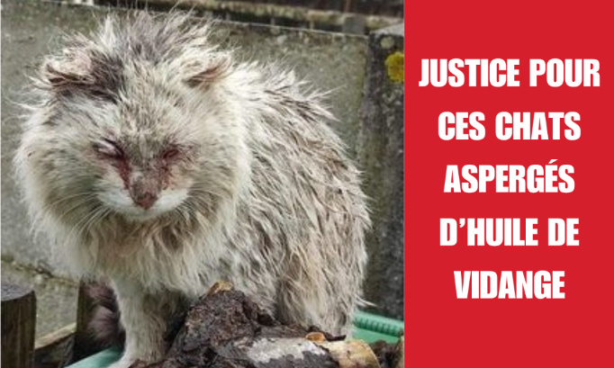 Justice pour ces chats aspergés d’huile de vidange