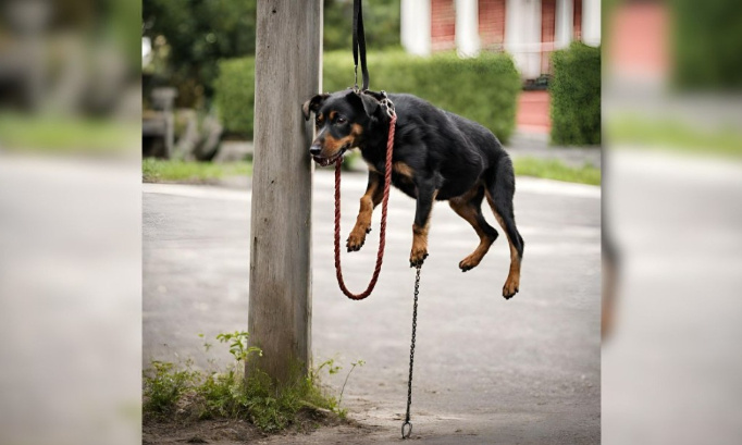 Justice pour ce pauvre chien retrouvé pendu à sa laisse !