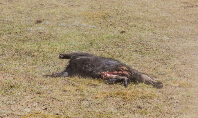 Justice pour ce chevreau retrouvé découpé en deux !