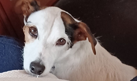 Pour un acc&egrave;s des chiens dans certains lieux publics