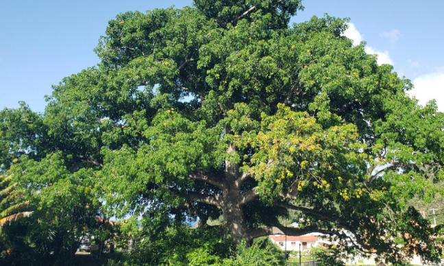 Ne coupez pas cet arbre fromager plus que bicentenaire