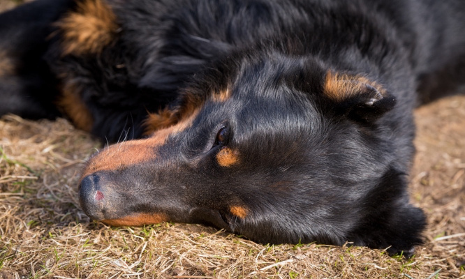 Justice pour le pauvre chien retrouvé attaché à des parpaings au fond de la Seine !