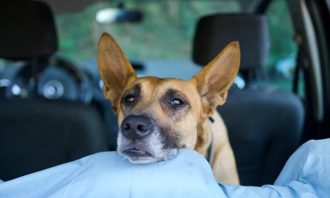 Ne laissons pas la pauvre chienne abandonnée dans une voiture les pattes cassées, retourner chez son maître !