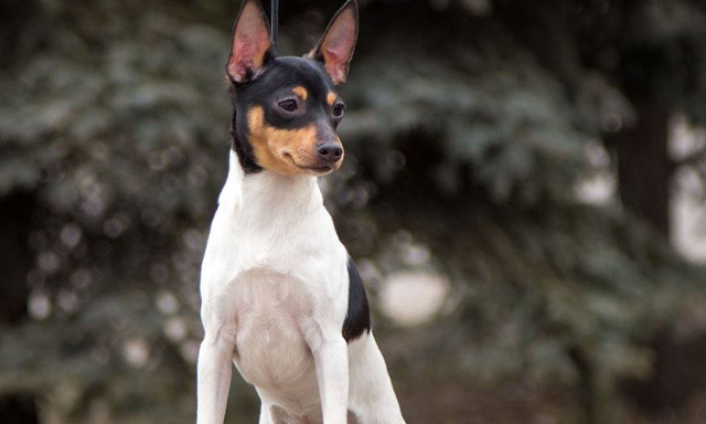 Non à l'incitation à la cruauté et à la violence sur un animal par Rachida Dati !