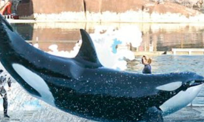 P&eacute;tition pour de nouvelles naissances d orques au marineland d entibes