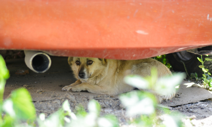 Justice pour Zach, Ziggy et Zambo retrouvés affamés sur l'Île de la Réunion !