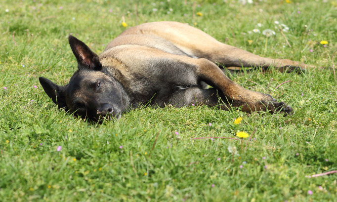 Morgane Make Up : faits de maltraitance contre plusieurs animaux