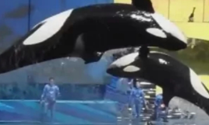P&eacute;tition tr&egrave;s urgente pour une otorisation de la programmation de la reproduction des orques  au marineland antibes