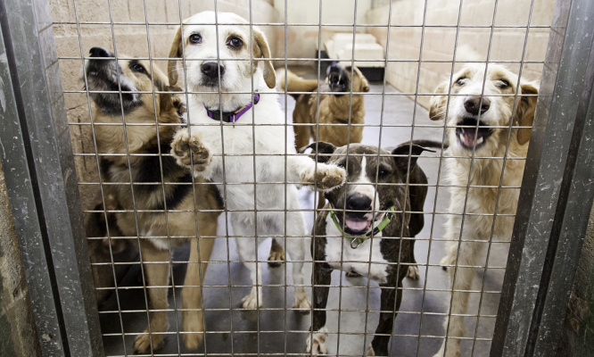 Toutes les mairies devraient être dans l'obligation de signer une convention avec la SPA