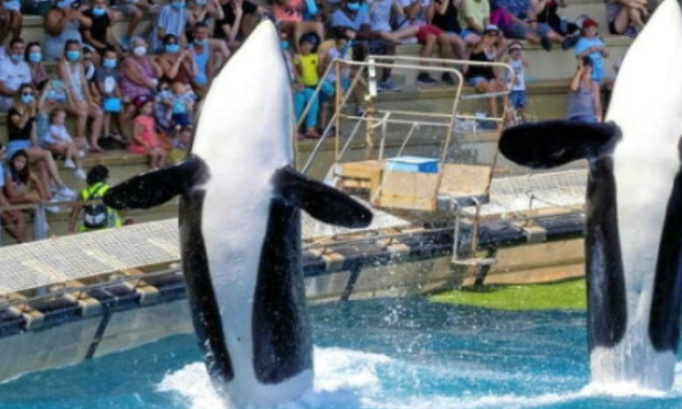 Non &agrave; cette cr&eacute;ation d un santuaire marin au &eacute;cosse Canada pour les orques du marineland nous voulons garder nos c&eacute;tac&eacute;s au marineland d entibes