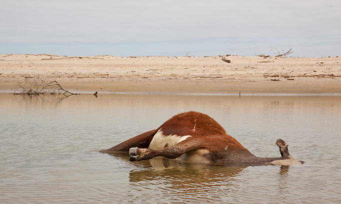 Condamnons les éleveurs qui ont laissé leurs animaux dans les prés en vue des inondations !