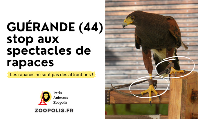 Guérande : stop aux spectacles de rapaces !