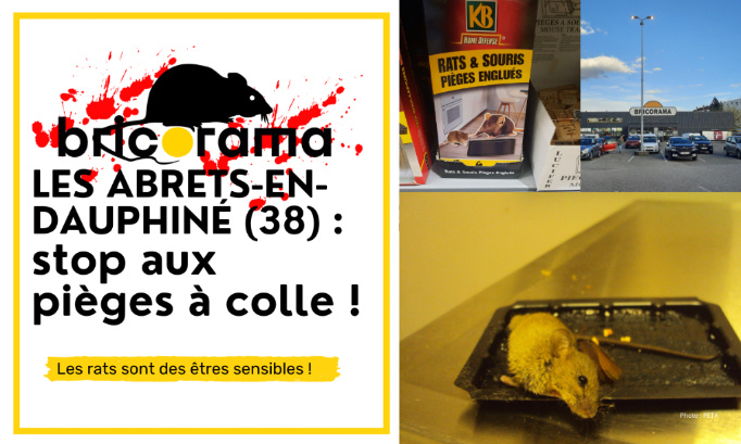Bricorama Les Abrets-en-Dauphiné : cessez de vendre des pièges à colle !