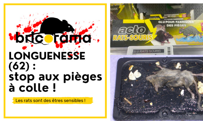 Bricorama Longuenesse : cessez de vendre des pièges à colle !