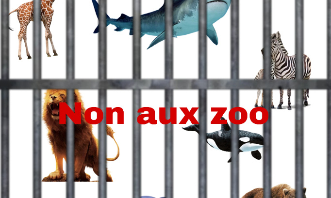 Fermer les zoo pour le bien des animaux