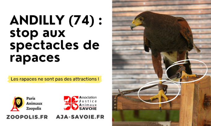 Andilly : stop aux spectacles de rapaces !