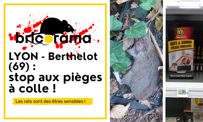 Bricorama Berthelot Lyon 8ème : cessez de vendre des pièges à colle !