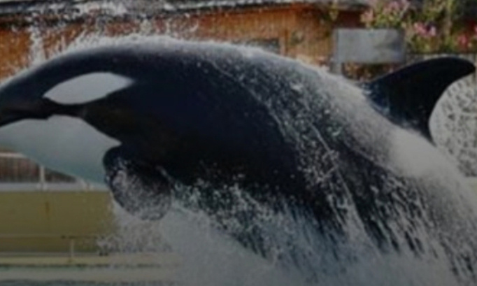 P&eacute;tition tr&egrave;s urgente non &agrave; la fermeture du marineland d entibes en 2026 loi compl&egrave;tement stricte et une interdiction beaucoup trop stricte et une otorisation pour la reproduction des orques marineland antibes nous ne l&acirc;cheront jamais notre combat