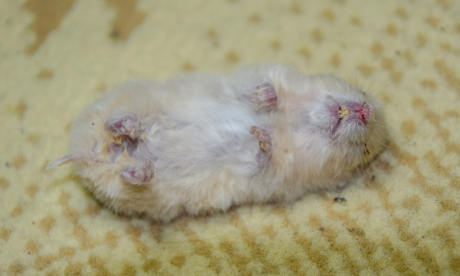 Une lourde peine pour l'homme qui a jeté son hamster par la fenêtre !