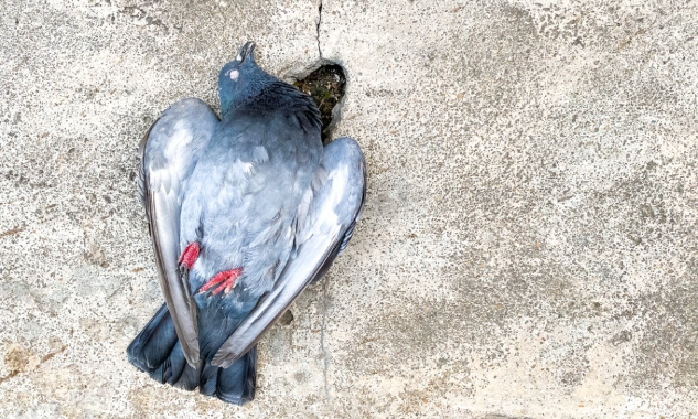 Pour l'arrêt des tirs aux pigeons à Rouffiac (Tarn) !