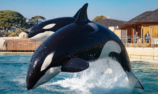 Maltraitance des orques de Marineland