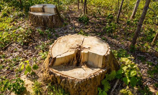 Stop à l'abattage illégal d'arbres centenaires sans autorisation !