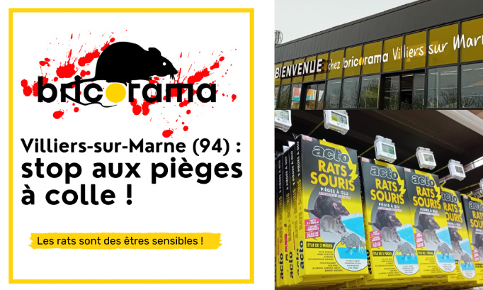 Bricorama Villiers-sur-Marne (94) : stop aux pièges à colle !