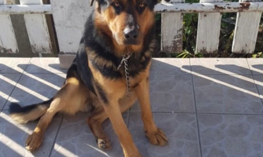 Justice pour le chien abattu d'une balle dans la tête à bout portant.