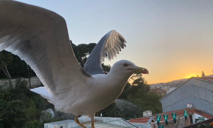 Non à la stérilisation des oeufs de goélands à Nice : ils ne sont pas surpeuplés.