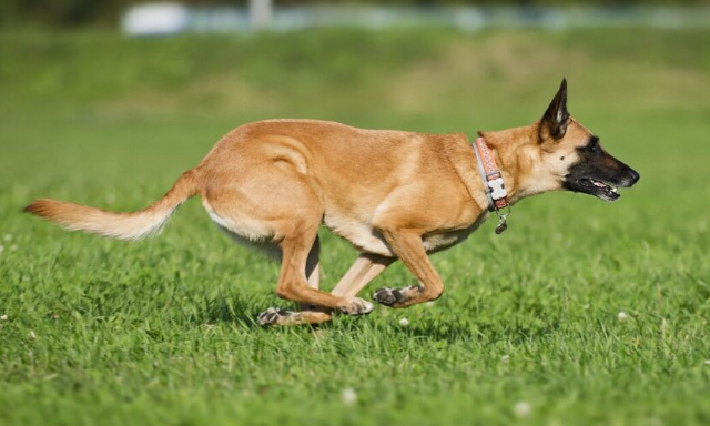 Retirer la garde du chien