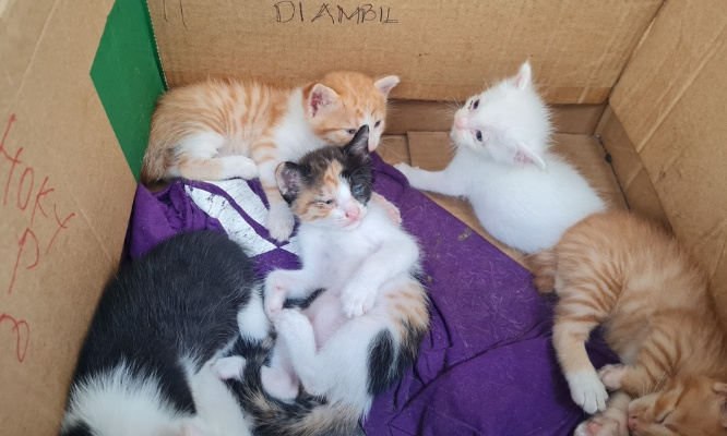 Justice pour les 7 chatons jetés du haut d'un pont par un adolescent !