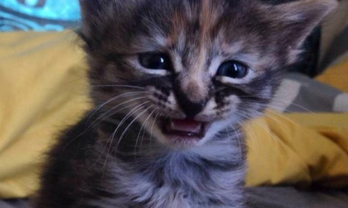 Justice pour les chatons jetés vivants d'un pont à Clairvaux d'aveyron.