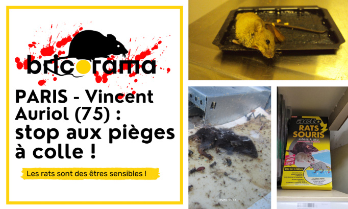 Bricorama Vincent Auriol, Paris 13e : stop aux pièges à colle !