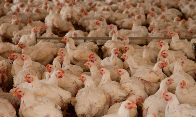 Pour la suppression des élevages intensifs !