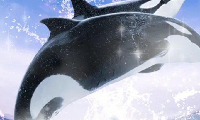 P&eacute;tition pour que la reproduction des orques de la programmation reprend au marineland antibes les orques onts un droit de se reproduire comme chiens et chats et vaches et chevaux et ch&egrave;vres et cochons et poules et lapins pigeons oiseaux et f&eacute;lins extera