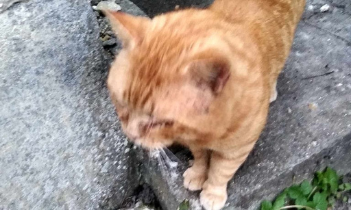 LES CHATS ERRANTS DE PAVILLY