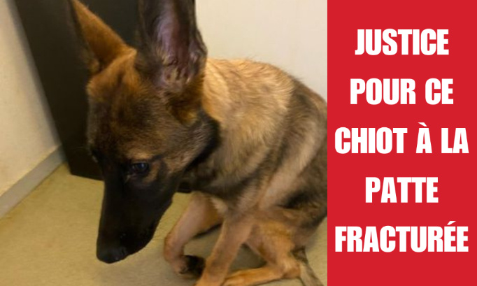 Justice pour ce chiot Malinois victime de maltraitance