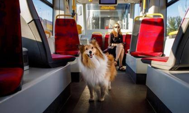 Pour que tous nos amis les chiens puissent monter dans les bus sur les lignes du Biarritz Anglet Bayonne (BAB) !
