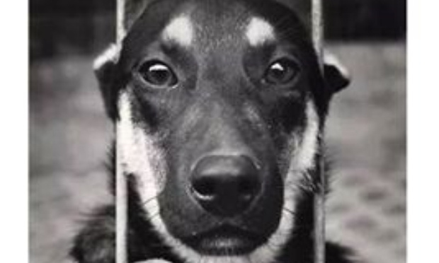 Cessons la maltraitance animale et la torture !