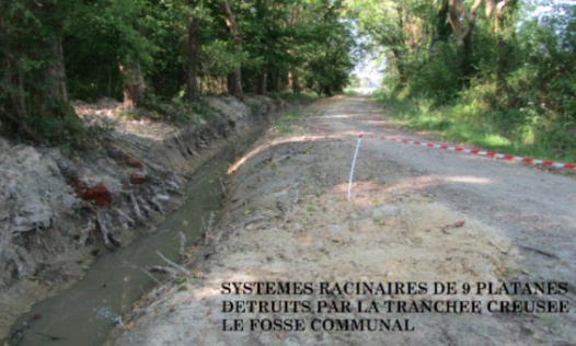 Au secours des allées de Platanes à Orcay 41300