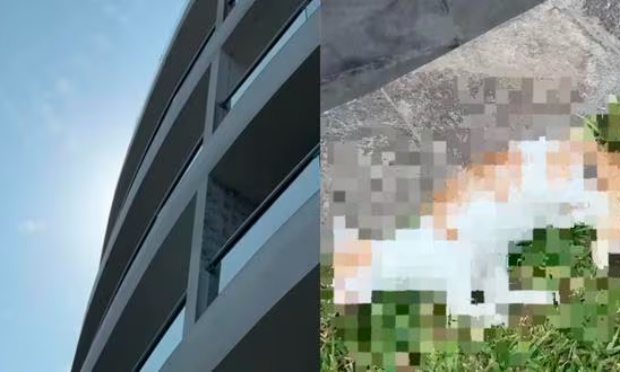 Justice pour les six chats jetés depuis un immeuble à Surco