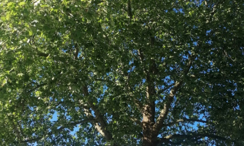 Aidez-moi à sauver mon arbre !