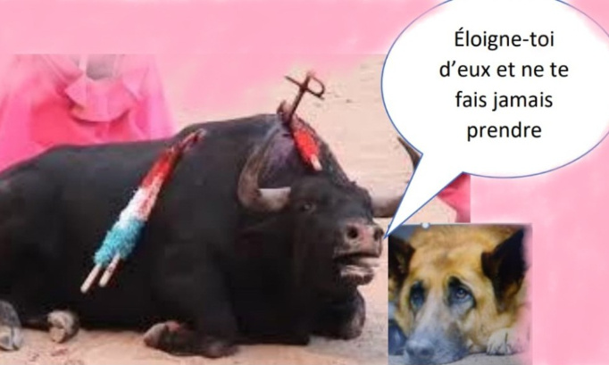 Non aux spectacles sanglants : la corrida !