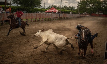 Arrêtez à la maltraitance des animaux : Non au 'coleo'