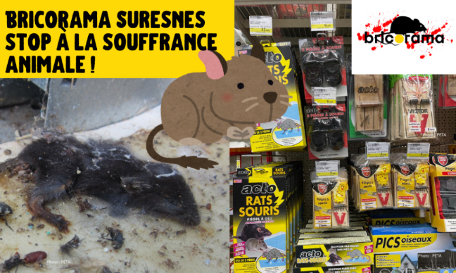 Bricorama Suresnes : stop aux pièges à colle !