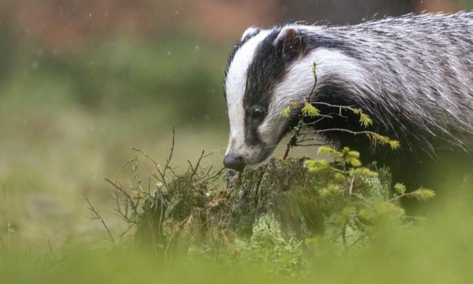 Vénerie sous terre du blaireau : Non à l'arrêté illégal de la préfète de la Haute-Marne !