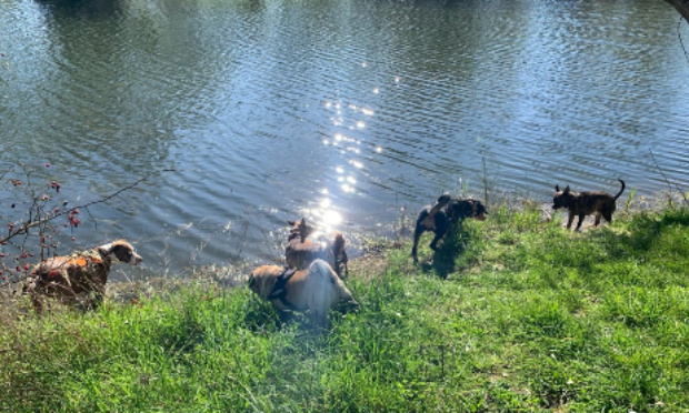 Pour la création d'un parc canin dans la ville Troyes